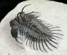 Spiny Comura Trilobite - Reconstructed Spines #8645-1